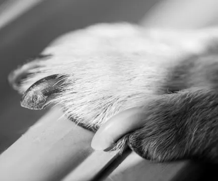 JJ斗地主 赛事生态